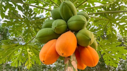 papaya