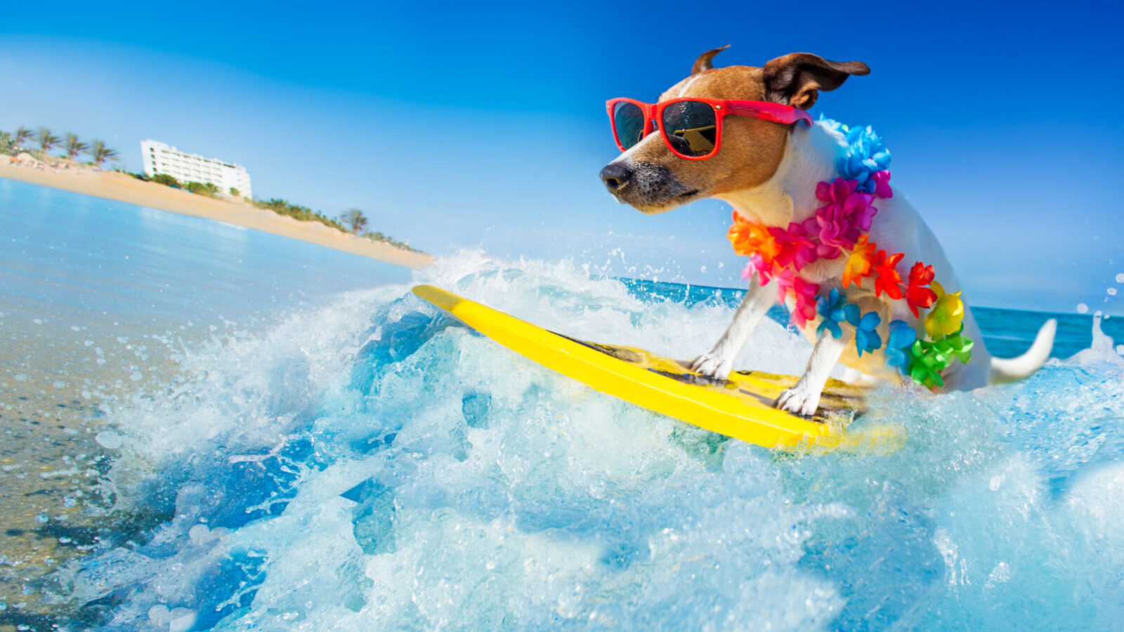 surfing dog