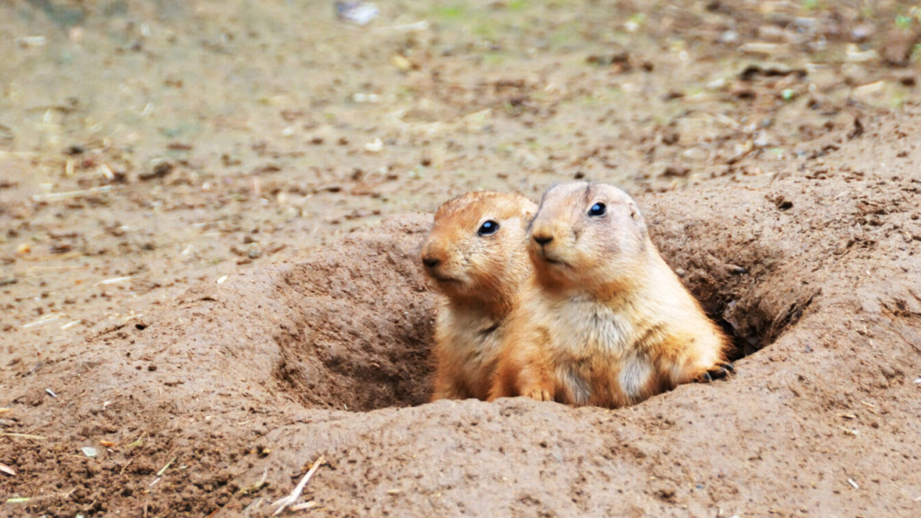 prairie dogs hole