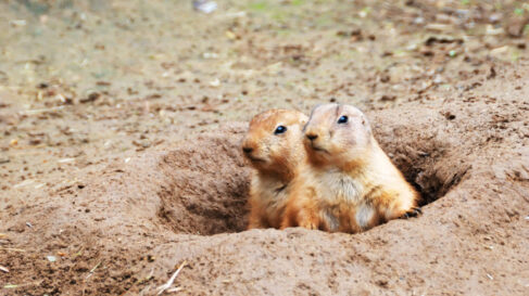 prairie dogs hole