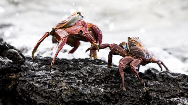 crabs